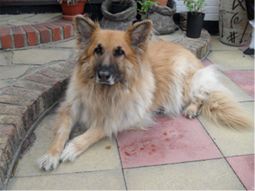 codi gsd that urgently needs home