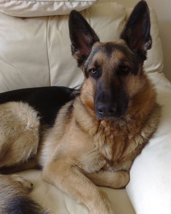 german shepherd on the sofa