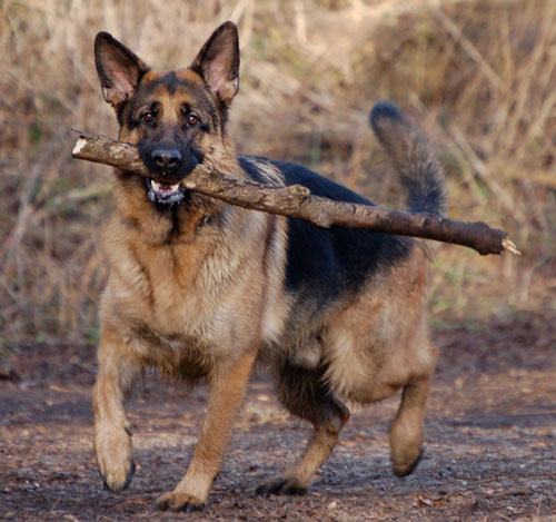 craven gsd