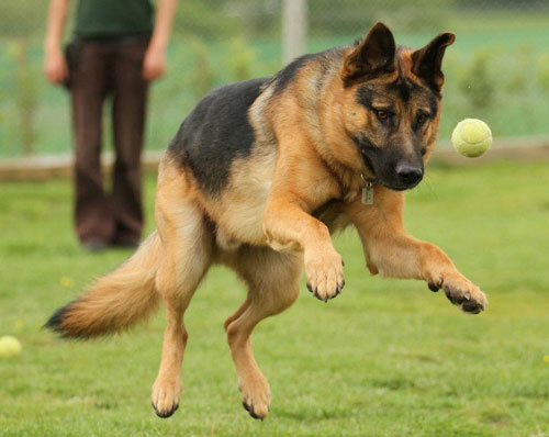 gsd chasing a tennis ball