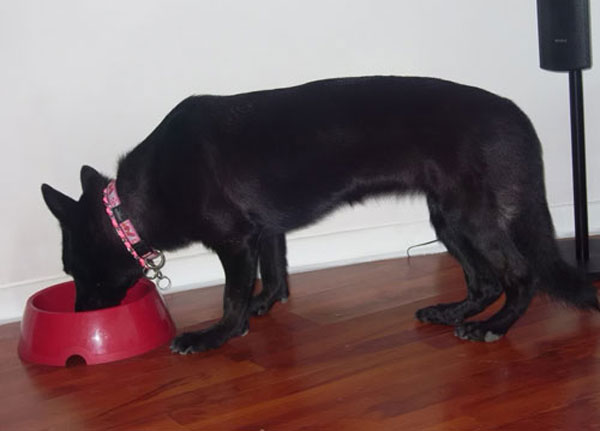 daisy black german shepherd