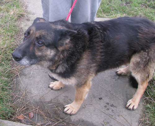 daisy the older german shepherd