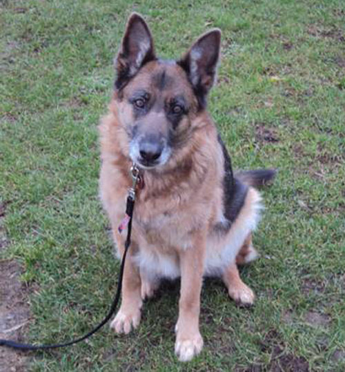 daisy gsd