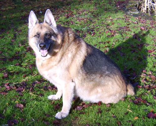 dax the elderly gsd