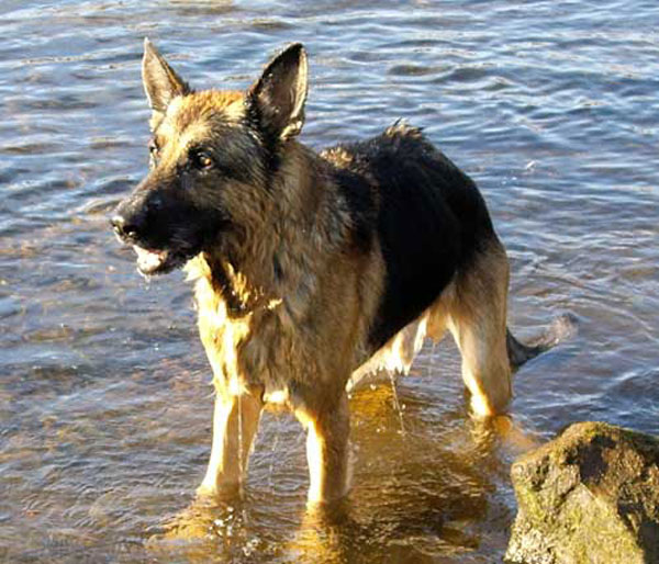 dexie in the sea