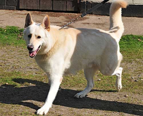 diego white gsd