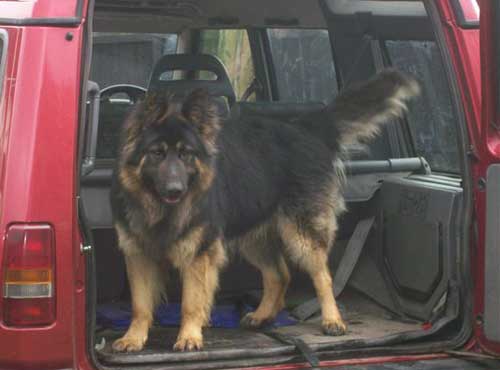 diesel the long haired gsd