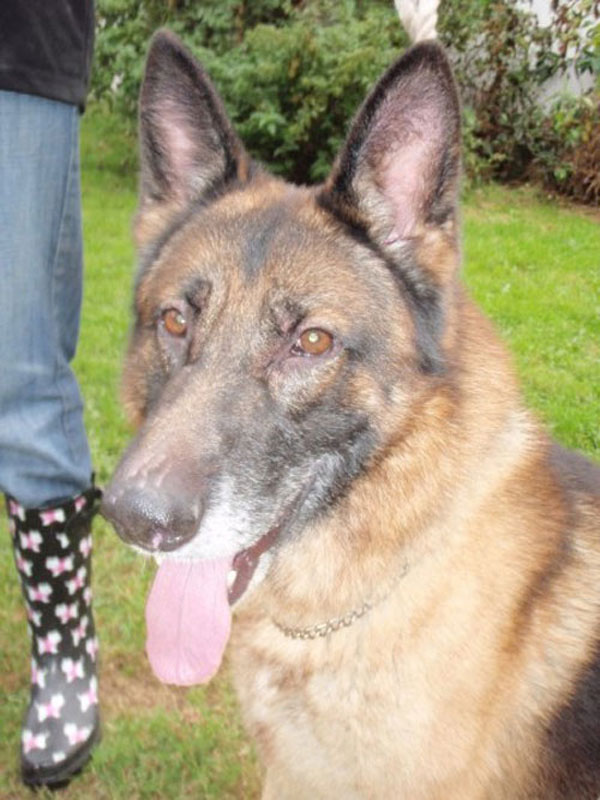 dinas large male gsd