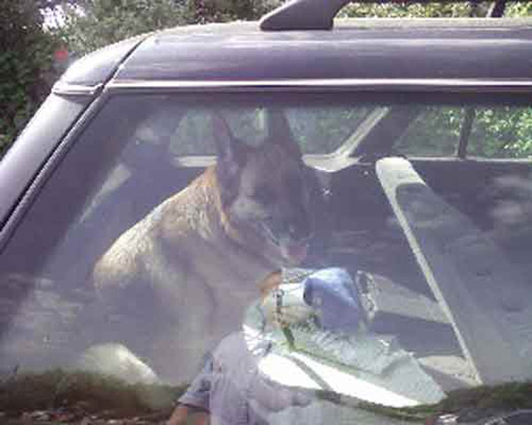 dog panting in hot car