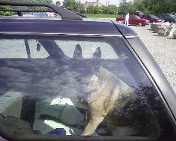 dog panting in very hot car