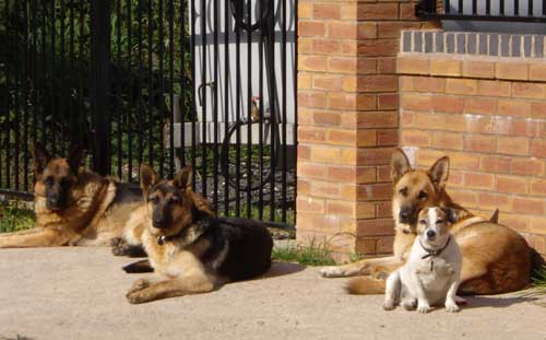 dogs lygin in the sun
