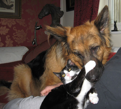 cat with his paws around a german shepherds nose