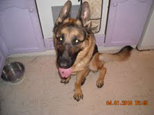 duke gsd