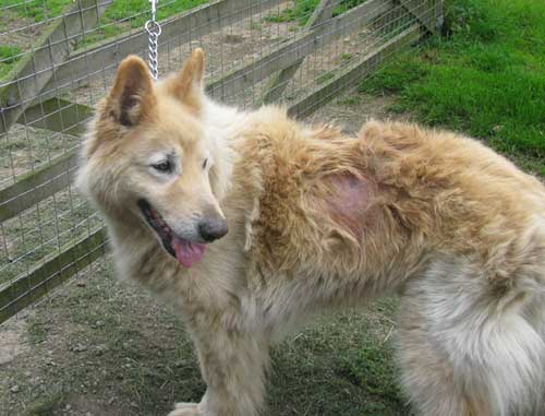 gary the white gsd dumped at a quarry