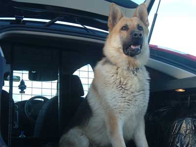 Dutch the gsd on guard