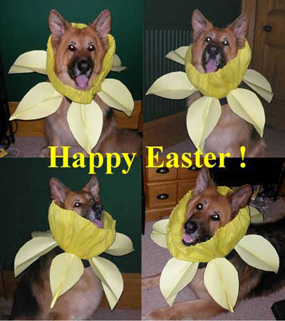 happy easter from Mellow the GSD