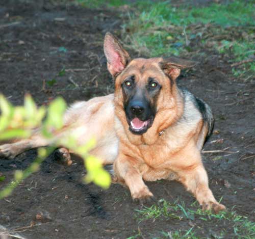 ella the gsd