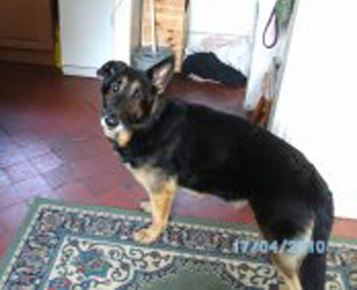 elwood gsd