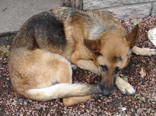 erca sucking her tail