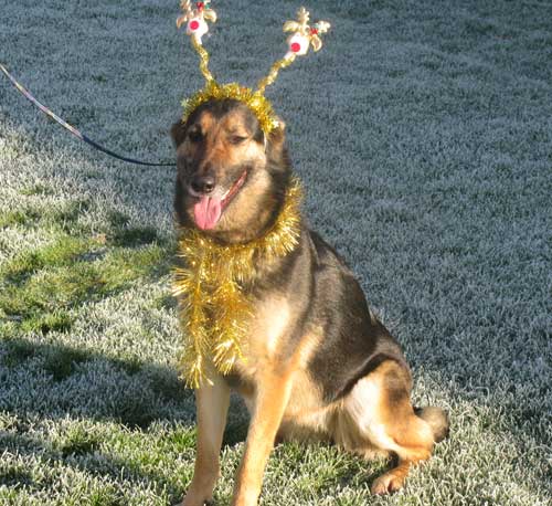 fern wearing her xmas outfit