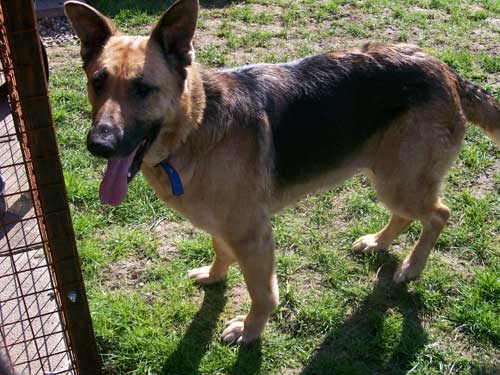 flo the gsd kept in a yard