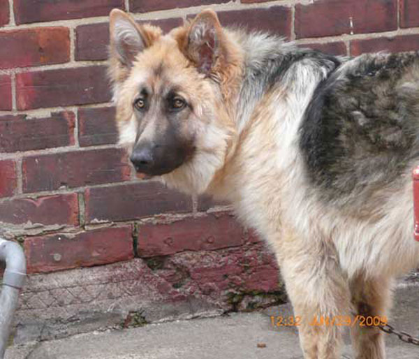 fluffy the gsd on a short chain