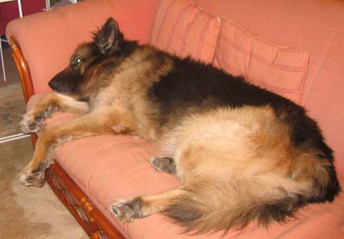 flynn snooozing on the settee