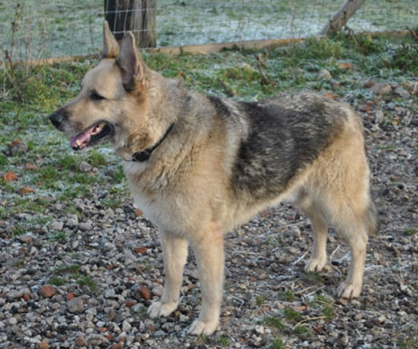 duke gsd advertised for £20