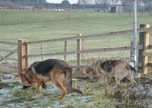 duke the gsd meets max another foster dog