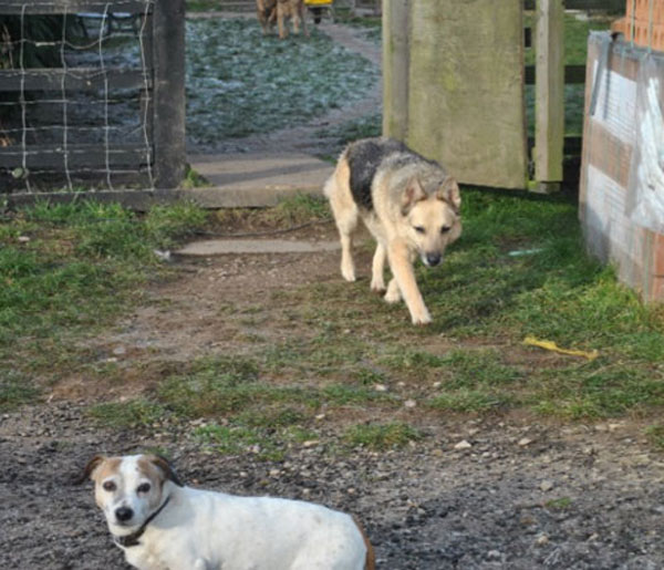 duke and tiny the jack russell