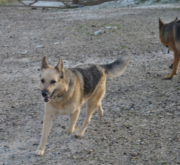 duke playing with his new friends