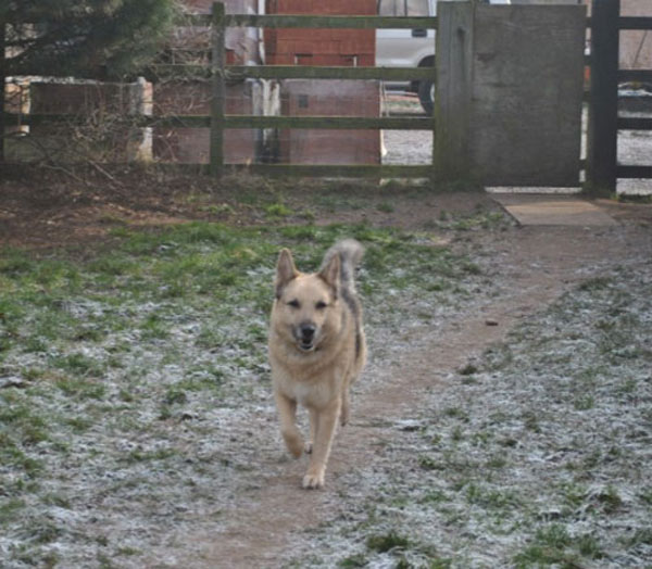 duke having fun running with the other german shepherds