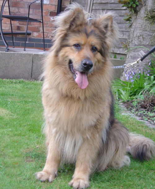 foxy long coated gsd