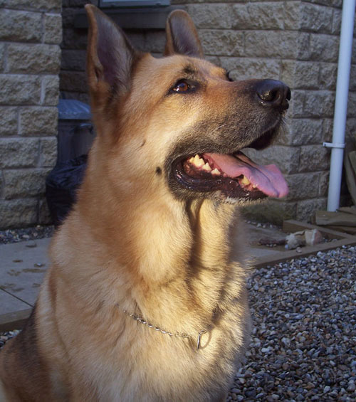 foxy older GSD