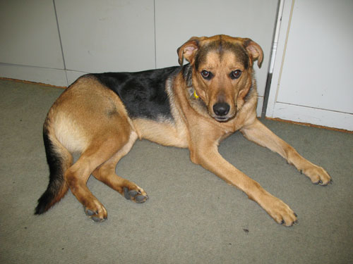 frank gsd ridgeback cross