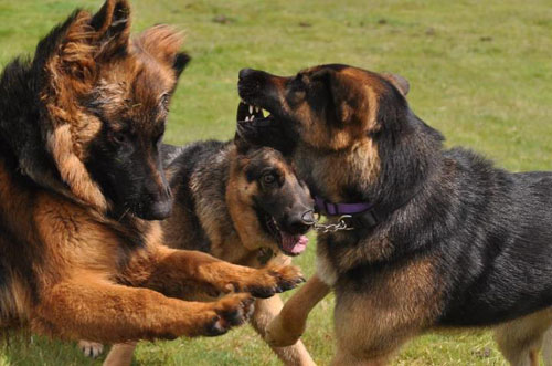 german shepherds having fun