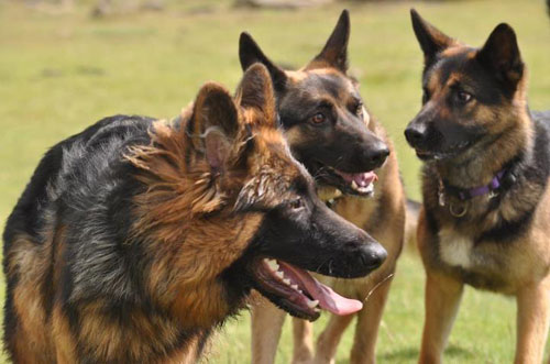 3 german shepherds playing together