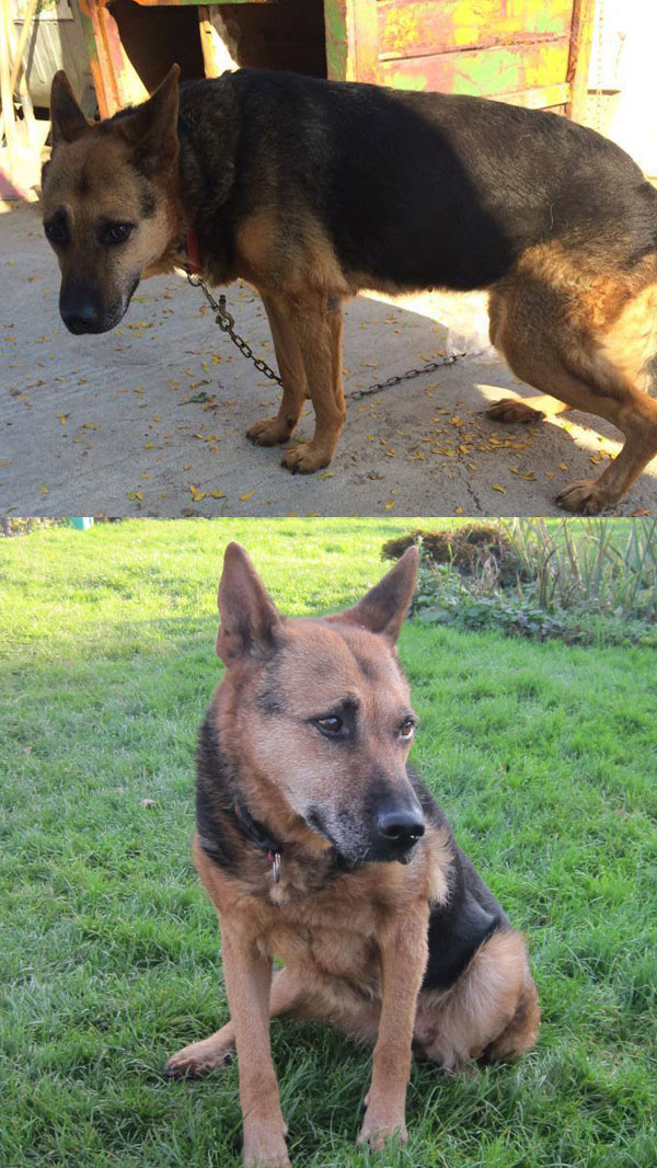 georgia, an old german shepherd with wonky legs