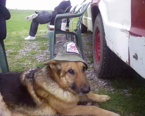 dog wearing a hat