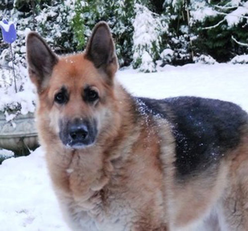 golden oldie gsd is Lady Rio