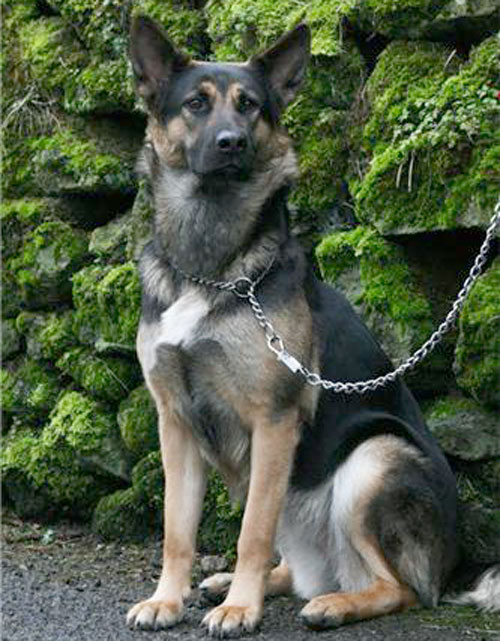 jet gsd