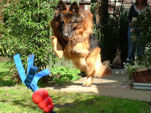 gsd chasing a kong toy