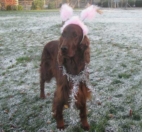 grace the irish setter