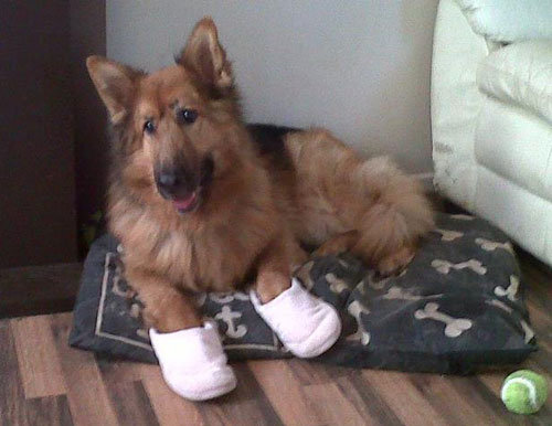 gsd wearing slippers