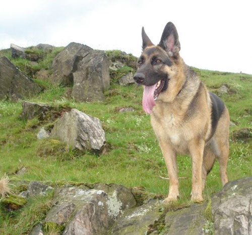 gsd admiring a great view