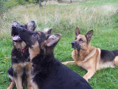 gsd and pups