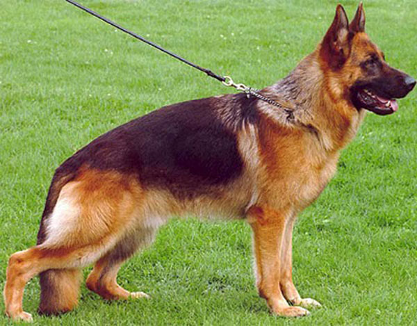 gsd show dog