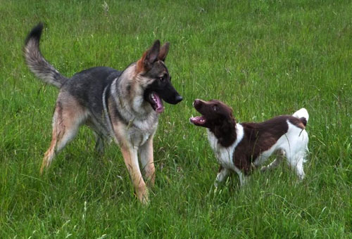 gsd playing with his friend the spaniel