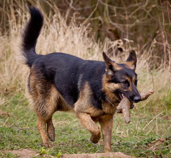 german shepherd carrying a stick