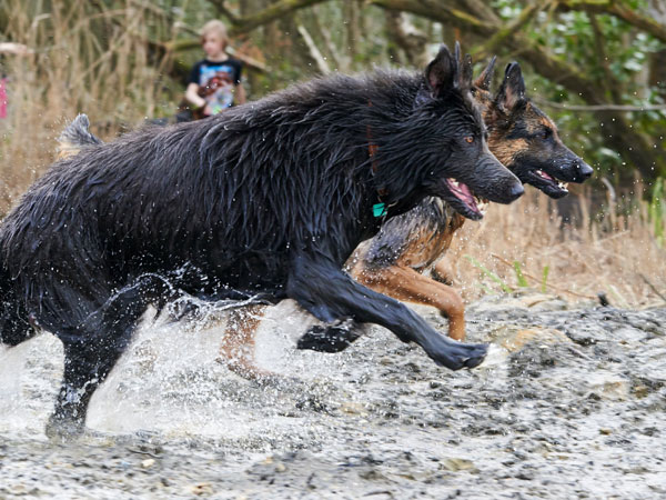 german shepherd carrying a stick